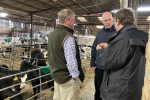 Kieran Mullan talking to local farmers Matt Ford and John Marland in barn with calves behind 